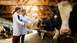 Scientists Discover Surprising Effects Of Sunflower Seeds On Cows