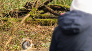 Strange Squirrel Behaviors You Wont Believe