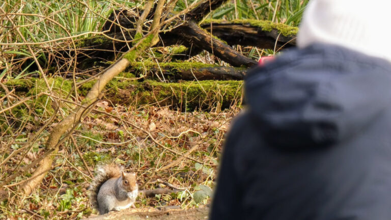 Strange Squirrel Behaviors You Wont Believe