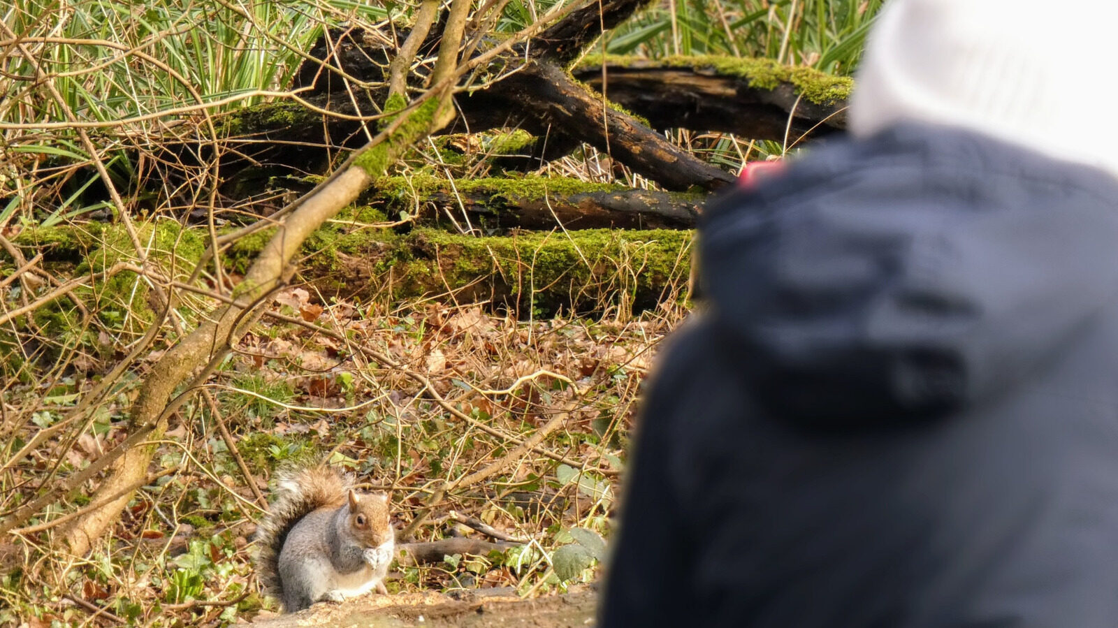 Strange Squirrel Behaviors You Wont Believe