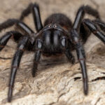 The Fastest Killing Spider In The World And Its Surprising Death Rate