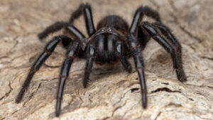 The Fastest Killing Spider In The World And Its Surprising Death Rate