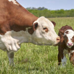 The Heartbreaking Science Of Pessimist Cows