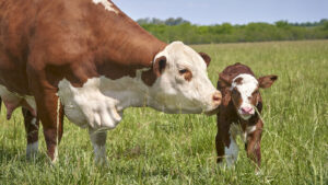 The Heartbreaking Science Of Pessimist Cows