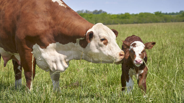 The Heartbreaking Science Of Pessimist Cows