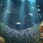 The Largest Underwater Creature Discovered Is An Unexpected Animal