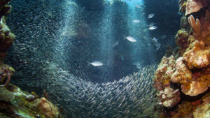 The Largest Underwater Creature Discovered Is An Unexpected Animal