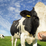 The Real Reason This Common Cow Myth Is Incorrect