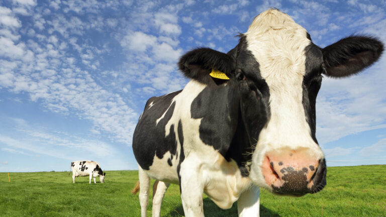 The Real Reason This Common Cow Myth Is Incorrect