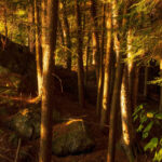 The Small But Dangerous Invasive Species Threatening National Parks