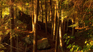 The Small But Dangerous Invasive Species Threatening National Parks