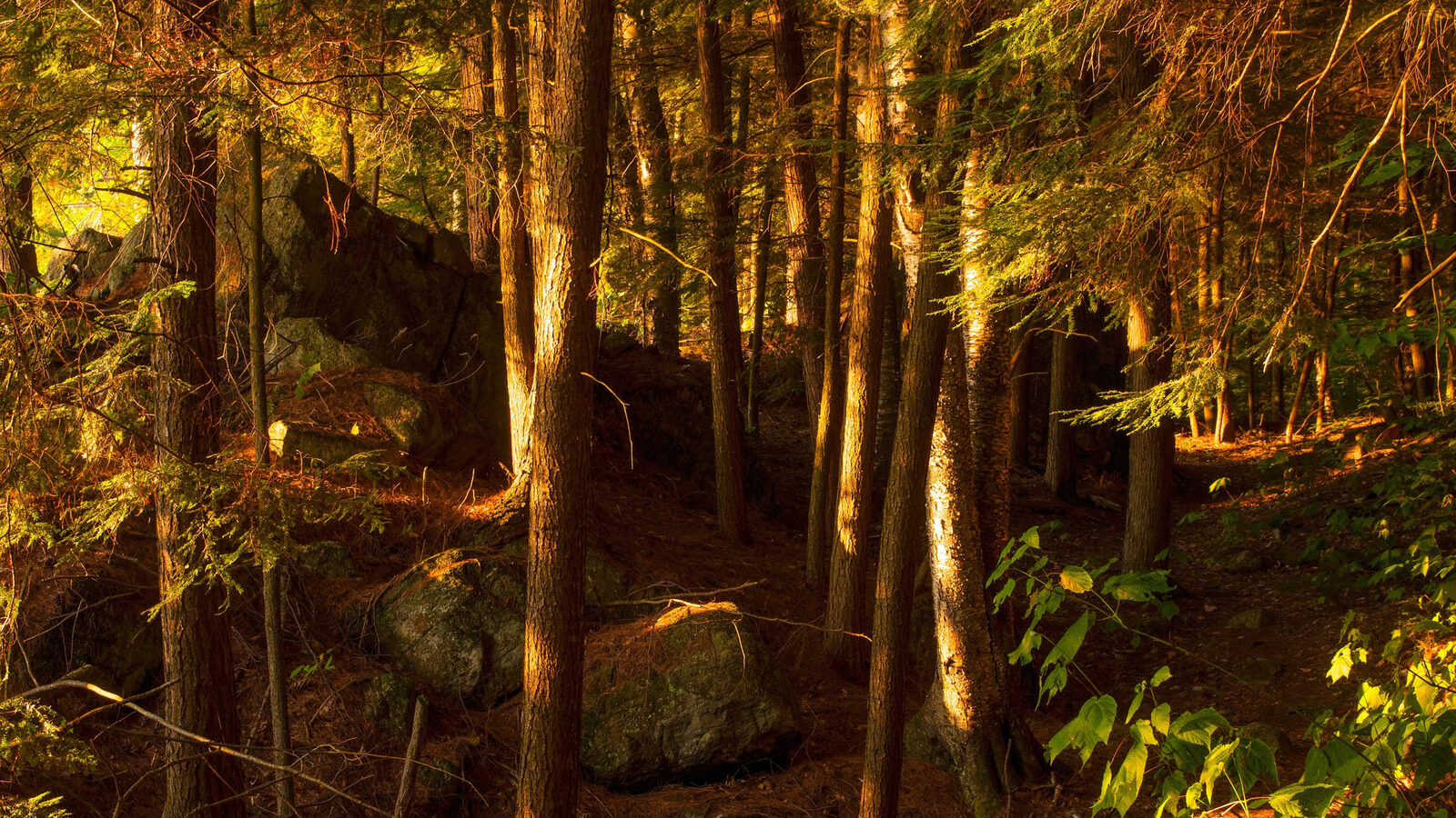 The Small But Dangerous Invasive Species Threatening National Parks