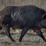 The Surprising Reason California Pigs Turned Neon Blue