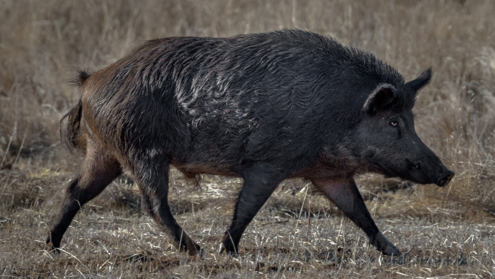 The Surprising Reason California Pigs Turned Neon Blue
