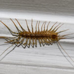 The Surprising Reason To Avoid Squashing Centipedes At Home
