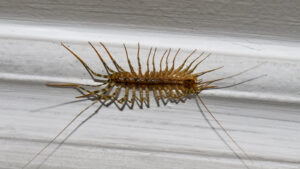 The Surprising Reason To Avoid Squashing Centipedes At Home