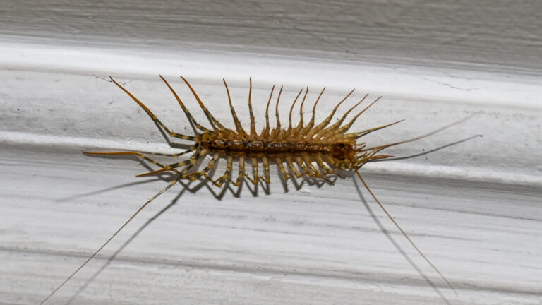The Surprising Reason To Avoid Squashing Centipedes At Home