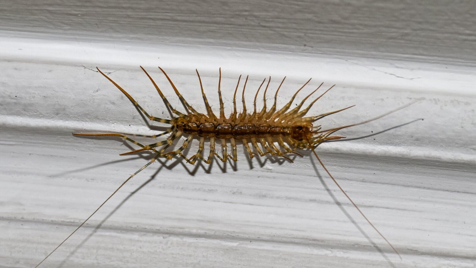 The Surprising Reason To Avoid Squashing Centipedes At Home