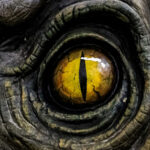 The T Rexs Existence Relies On An Unknown Dinosaur