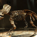 The Triceratops Debate That Many Are Unaware Of
