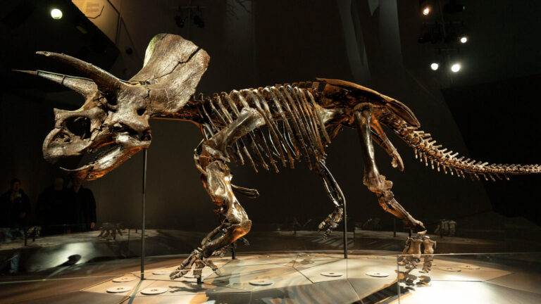 The Triceratops Debate That Many Are Unaware Of
