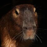 The Worlds Largest Rodent Eats Its Own Poop