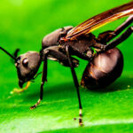 The Worlds Most Painful Sting Is From A Surprisingly Small Insect