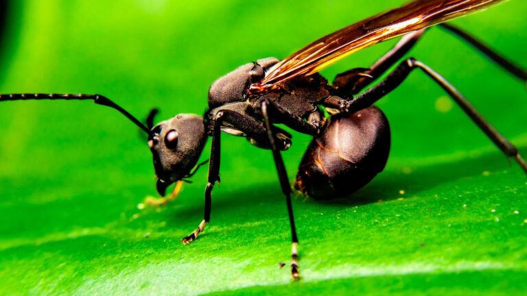 The Worlds Most Painful Sting Is From A Surprisingly Small Insect