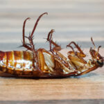 Why You Should Avoid Squashing Cockroaches In Your Home