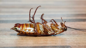 Why You Should Avoid Squashing Cockroaches In Your Home