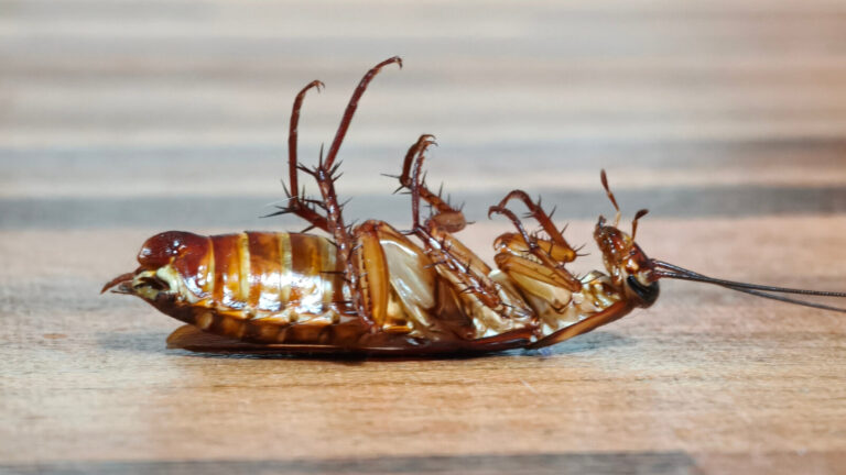 Why You Should Avoid Squashing Cockroaches In Your Home