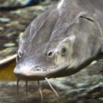 Wildlife Experts Release Giant Prehistoric Fish Weighing 100 Pounds