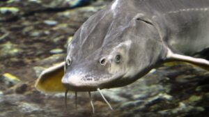 Wildlife Experts Release Giant Prehistoric Fish Weighing 100 Pounds