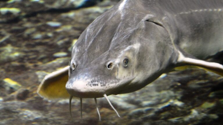 Wildlife Experts Release Giant Prehistoric Fish Weighing 100 Pounds