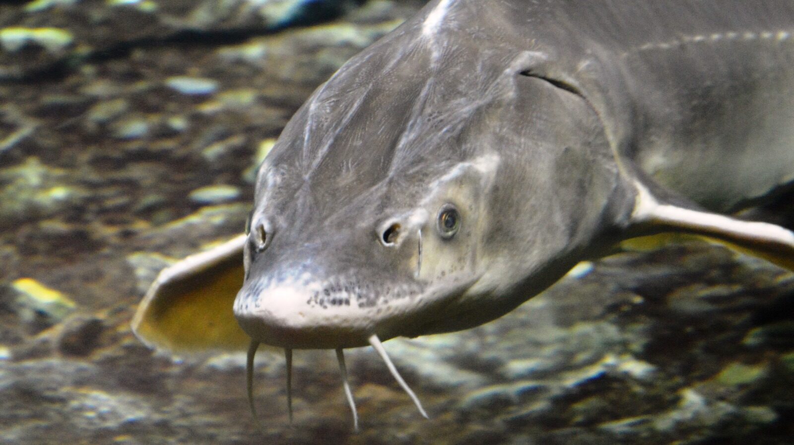 Wildlife Experts Release Giant Prehistoric Fish Weighing 100 Pounds