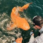 Worlds First Orange Shark Result Of Two Rare Conditions