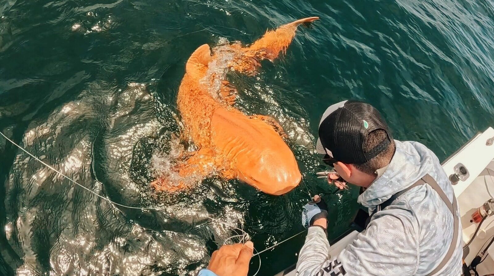 Worlds First Orange Shark Result Of Two Rare Conditions