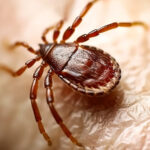 Are Ticks Harmful To Humans