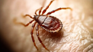 Are Ticks Harmful To Humans