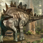 Back Plates Of A Stegosaurus What Are They Called