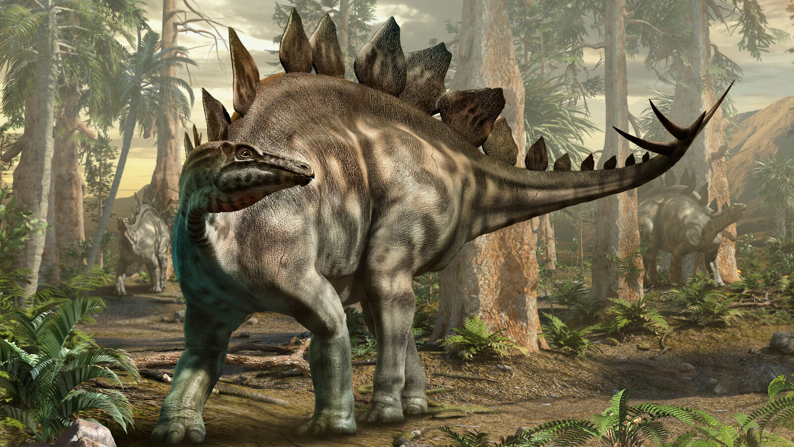 Back Plates Of A Stegosaurus What Are They Called