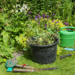 Benefits Of Growing This Weed In Your Lawn