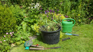 Benefits Of Growing This Weed In Your Lawn