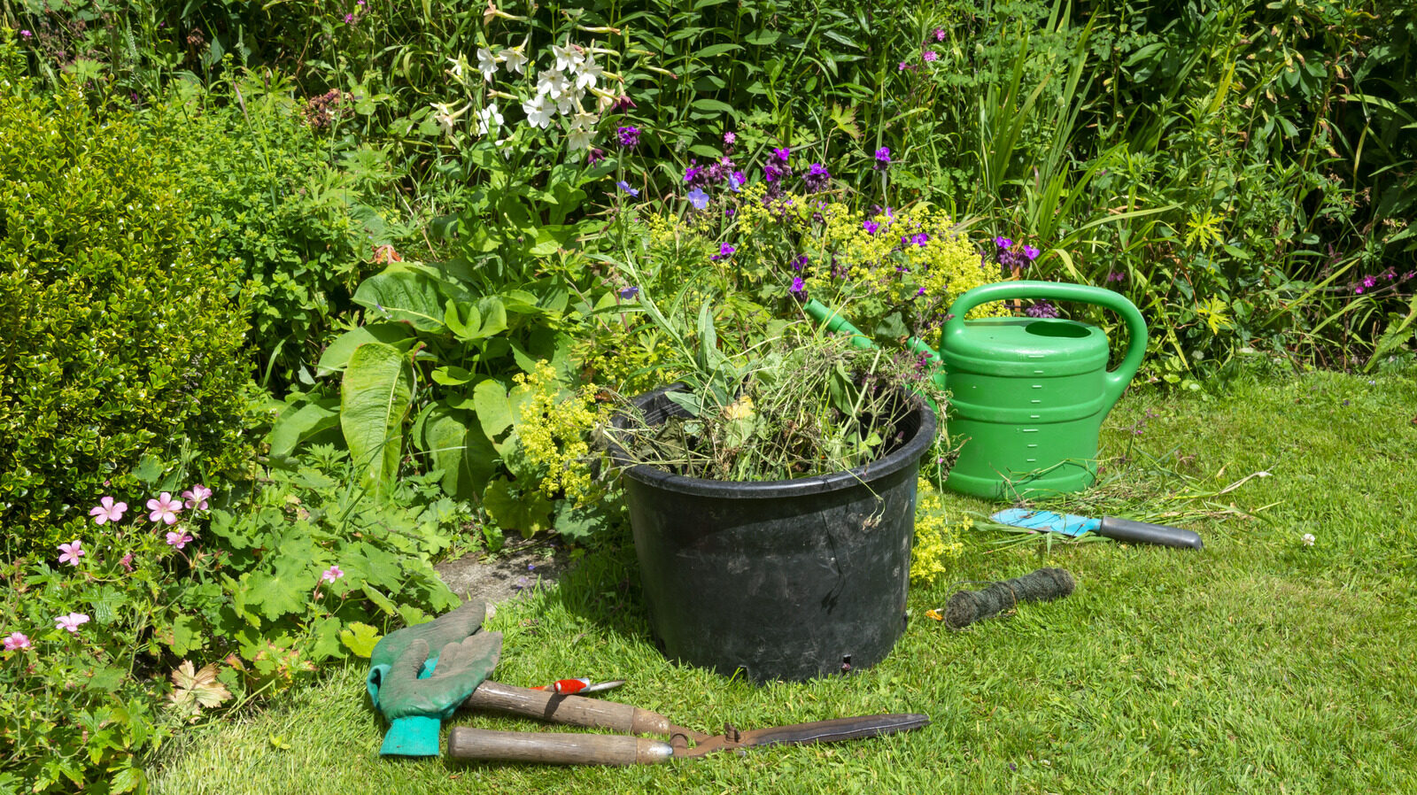 Benefits Of Growing This Weed In Your Lawn