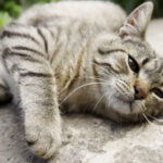 Cats Prefer Concrete Slabs As Their New Favorite Toy For Reasons