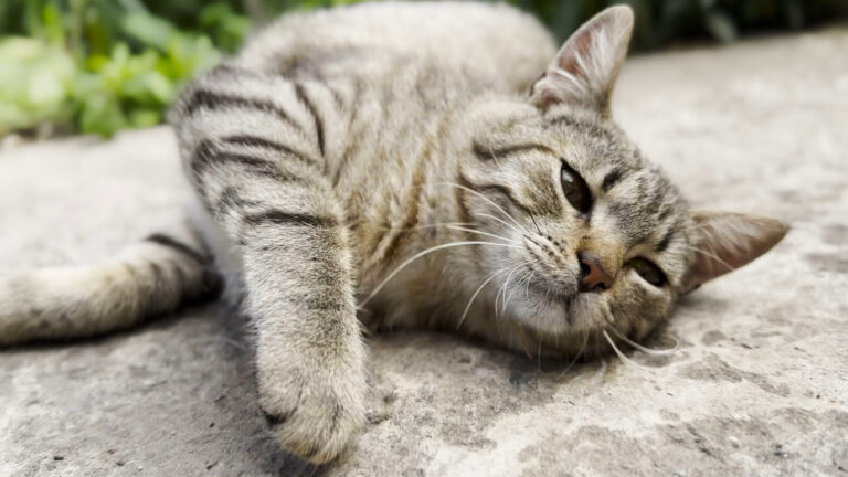 Cats Prefer Concrete Slabs As Their New Favorite Toy For Reasons