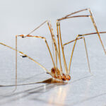 Debunking The Myth About Daddy Longlegs You Shouldnt Believe