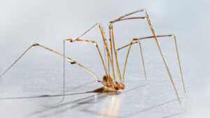 Debunking The Myth About Daddy Longlegs You Shouldnt Believe