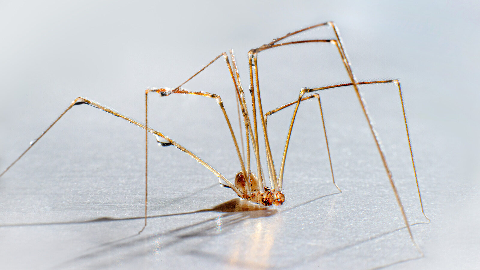 Debunking The Myth About Daddy Longlegs You Shouldnt Believe