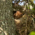 Distinguishing Between Bird Nests And Squirrel Nests